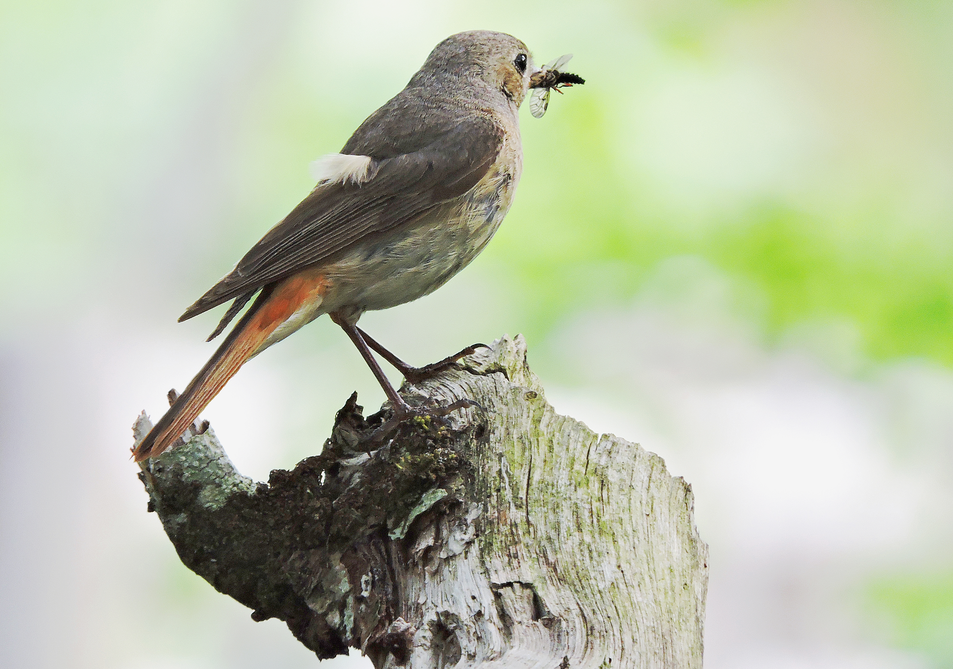 FEMALE REDSTART Bill Bagley Photography